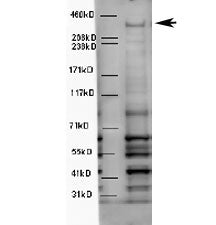 Western blot testing of mouse brain lysate with WDFY3 antibody at 5ug/ml. Predicted molecular weight
