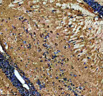 Immunohistochemical analysis of Metap2a/b protein using Zebrafish Metap2 antibody and paraffin-embed