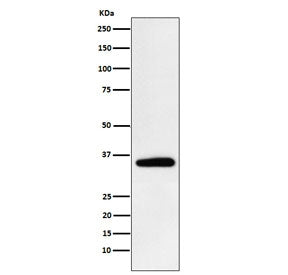 Western blot testing of human HeLa cell lysate with PDHB antibody. Predicted molecular weight ~39 kD