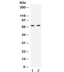 ZAP70 Antibody