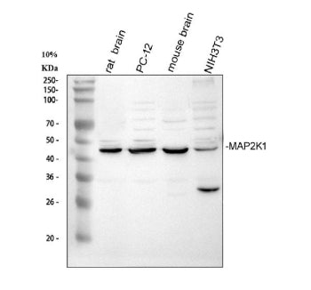 Western blot analysis of MAP2K1 using anti-MAP2K1 antibody. Electrophoresis was performed on a 10% S