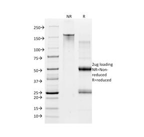 CD28 Antibody