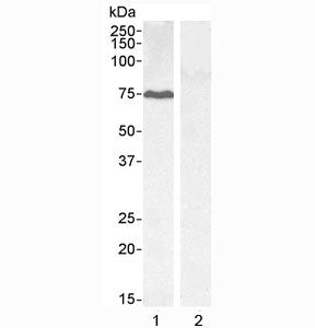 Western blot testing of 1) HEPG2 cell lysate and 2) KLY negative control cell lysate with GADD34 ant