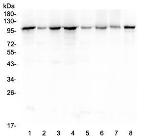 HSP105 Antibody