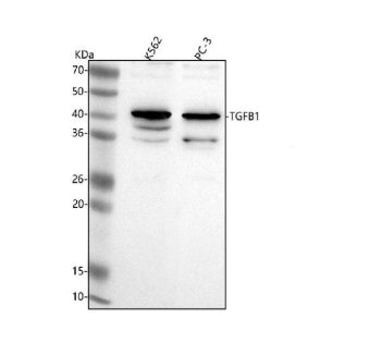 Western blot analysis of TGFB1 using anti-TGFB1 antibody. Lane 1: human K562 whole cell lysates, Lan