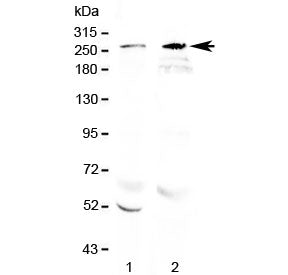 Western blot testing of 1) rat brain and 2) mouse brain lysate with RanBP2 antibody at 0.5ug/ml. Pre