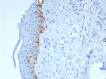 MART-1 / Melan-A Antibody