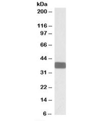 Western blot testing of human brain cerebellum lysate with WNT9B antibody at 0.3ug/ml. Predicted mol