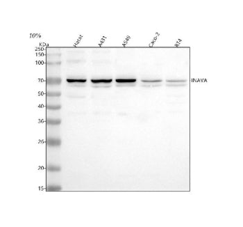 Western blot analysis of INAVA using anti-INAVA antibody. Lane 1: human Hacat whole cell lysates, La