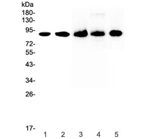 Western blot testing of 1) human HeLa, 2) human 22RV1, 3) rat spleen, 4) rat thymus and 5) mouse spl