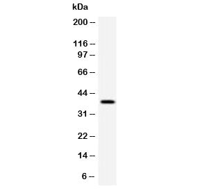 RPSA Antibody / 40S Ribosomal protein SA