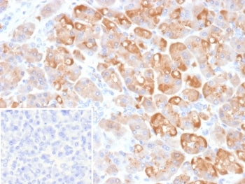IHC staining of FFPE human pancreas tissue with CLPS antibody (clone CLPS/9902). Inset: PBS used in