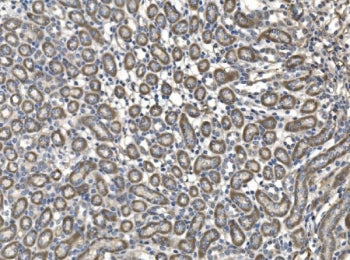 IHC staining of FFPE mouse kidney tissue with Milk fat globule 1 antibody. HIER: boil tissue section