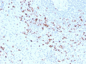Granzyme B Antibody