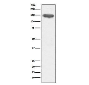 Western blot testing of human ThP1 cell lysate with CD13 antibody. Expected molecular weight: 110-15