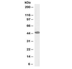 Western blot testing of human duodenum lysate with biotinylated PAX3 antibody at 0.5ug/ml. Predicted