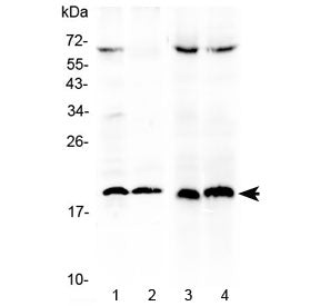 Western blot testing of 1) mouse Hepa1-6, 2) mouse NIH3T3, 3) rat PC12 and 4) rat NRK cell lysate wi