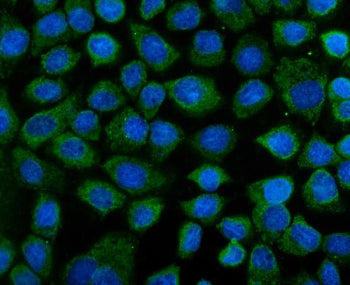 IF analysis of KEAP1 using anti-KEAP1 antibody (green). KEAP1 was detected in an immunocytochemical