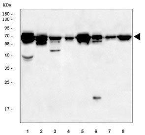 Western blot testing of 1) rat heart, 2) rat skeletal muscle, 3) rat thymus, 4) rat C6, 5) mouse hea