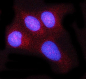 REL Antibody / c-Rel