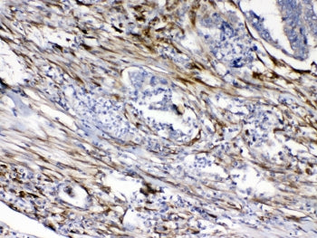 Cytoglobin Antibody
