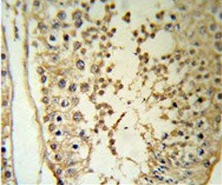 IHC staining of FFPE human testis tissue with MAPE antibody. HIER: steam section in pH6 citrate buff