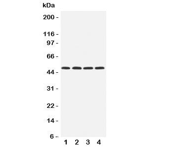 HYAL1 Antibody