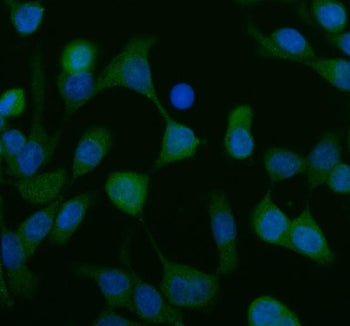 Immunofluorescent staining of FFPE human Caco-2 cells with SCF antibody (green) and DAPI nuclear sta