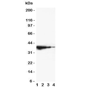 TRIF Antibody