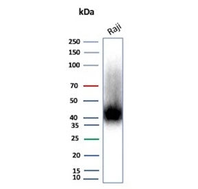 Western blot testing of human Raji cell lysate with CD38 antibody (clone rCD38/8334). Expected molec