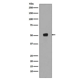 Phospho-p53 Antibody / TP53 (pS376)