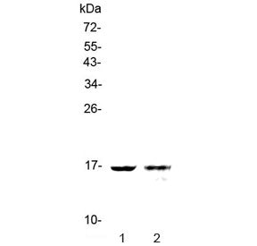 Galectin 10 Antibody