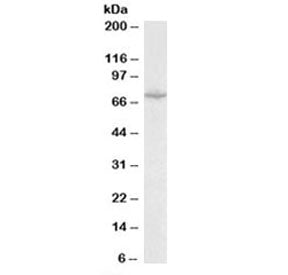 SLC6A8 Antibody