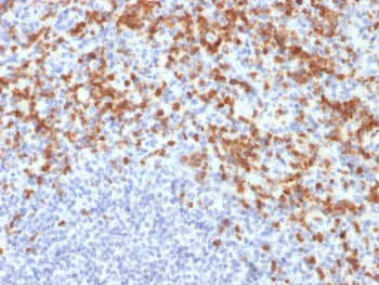IHC staining of FFPE human spleen with MMP9 antibody (clone MMP9/2477). HIER: boil tissue sections i