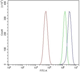 CYP3A4 Antibody