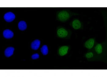 AMOT Antibody / Angiomotin