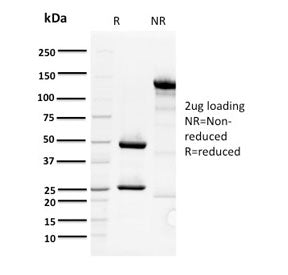 SDS-PAGE analysis of purified, BSA-free ORC1 antibody (clone 7F6/1) as confirmation of integrity and