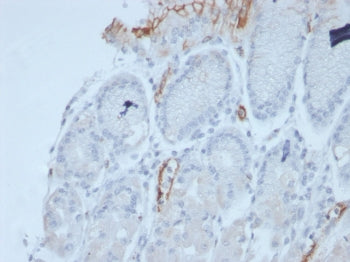IHC staining of FFPE human stomach with recombinant MUC2 antibody (clone rMLP/842). HIER: boil tissu