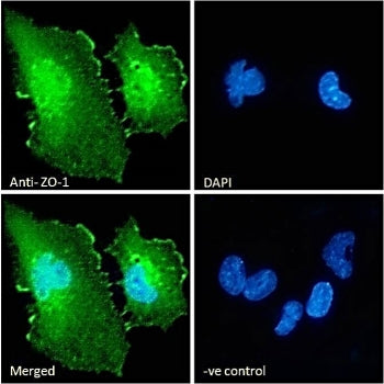 IF/ICC staining of fixed and permeabilized human U-251 cells with ZO-1 antibody (green) at 10ug/ml a