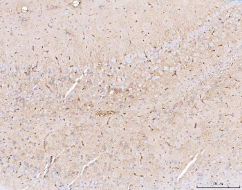 AQP4 Antibody / Aquaporin 4