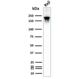 CD45RB Antibody (B-cell marker)