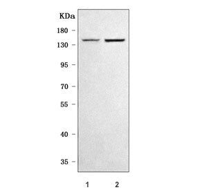SULF2 Antibody / Extracellular sulfatase Sulf-2