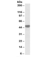 Western blot testing of human heart lysate with NDUFS2 antibody at 0.1ug/ml. Predicted molecular wei