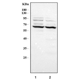 Western blot testing of human 1) K562 and 2) MCF7 cell lysate with PPAR gamma antibody at 0.5ug/ml.