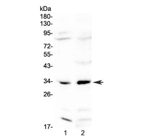 MyD88 Antibody