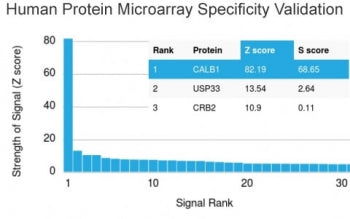 Calbindin Antibody / CALB1