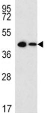 SOX2 Antibody