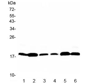 MED9 Antibody / MED25