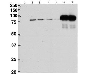 Beta CstF-64 Antibody (variants 1 & 3)