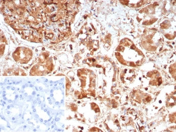 Caspase-7 Antibody